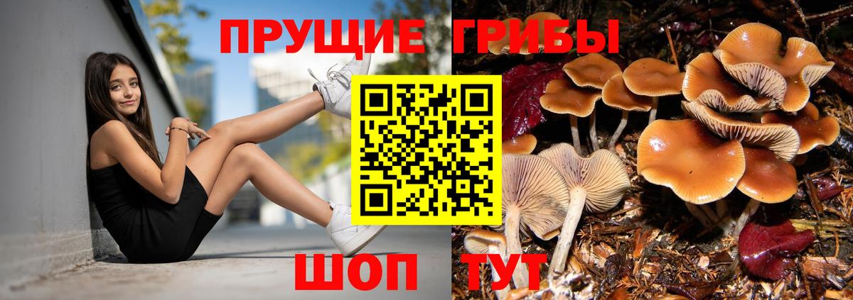 Псилоцибиновые грибы Magic Shrooms  Вход с VPN  Псилоцибиновые грибы Psilocybine cubensis  Новозыбков 